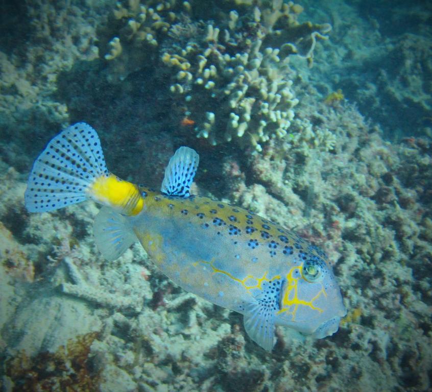 Mahogany Cottage Gili Meno Exteriér fotografie